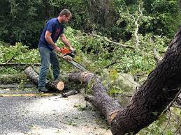 How Our Tree Care Process Works  in  Crested Butte, CO