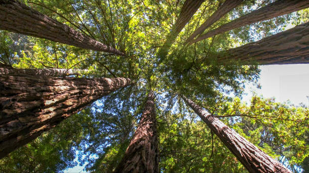 How Our Tree Care Process Works  in  Crested Butte, CO