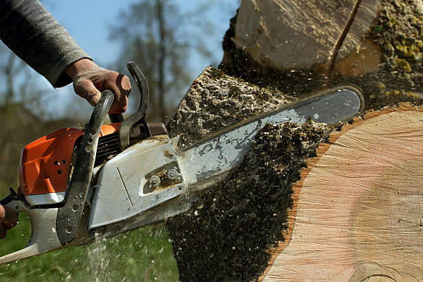 Best Tree Removal  in Crested Butte, CO